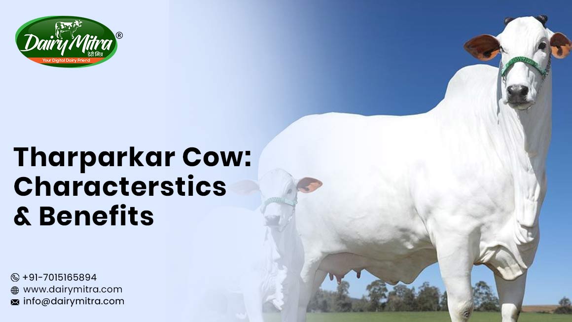 Tharparkar Cow Supplier